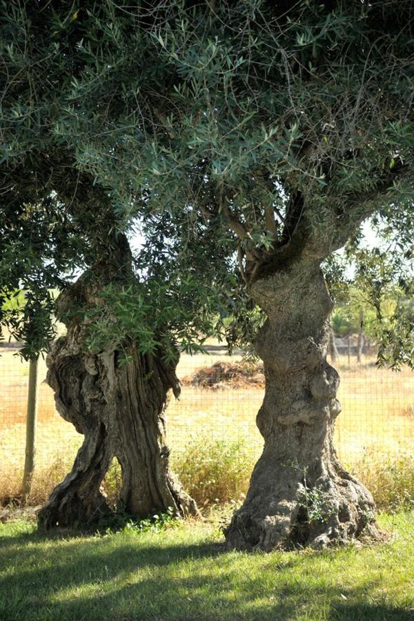 Vakantieboerderij Monte Dos Pensamentos - Estremoz